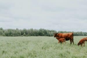 vaches dans un prés